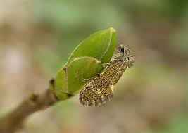 Attēlu rezultāti vaicājumam “Eriocraniidae”