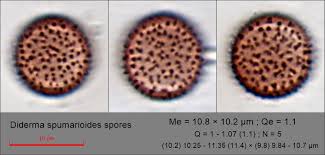 Attēlu rezultāti vaicājumam “Diderma effusum spores”