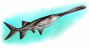 Image result for Polyodon spathula