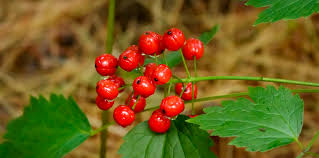 Attēlu rezultāti vaicājumam “Actaea spicata fruit”