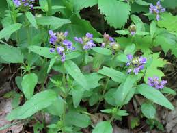 Attēlu rezultāti vaicājumam “Prunella vulgaris leaf”