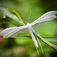 Attēlu rezultāti vaicājumam “Pterophorus pentadactyla”