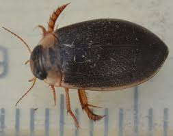 Attēlu rezultāti vaicājumam “Rhantus frontalis”