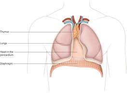 Image result for Thymus