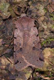 Attēlu rezultāti vaicājumam “Agrochola litura”