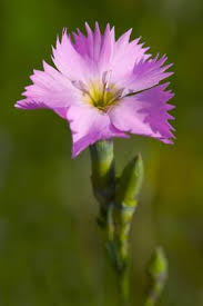 Image result for Steinnelke