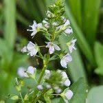 Attēlu rezultāti vaicājumam “Veronica anagallis-aquatica fruit”