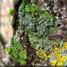 Attēlu rezultāti vaicājumam “Fuligo licentii”