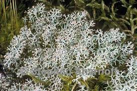 Attēlu rezultāti vaicājumam “Cladonia mitis”