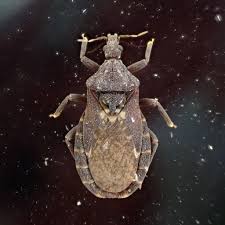 Attēlu rezultāti vaicājumam “Tritomaria exsecta macro”