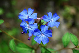Attēlu rezultāti vaicājumam “Plumbaginaceae”