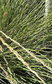 Attēlu rezultāti vaicājumam “Nardus stricta”