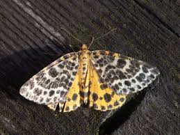 Attēlu rezultāti vaicājumam “Arichanna melanaria”