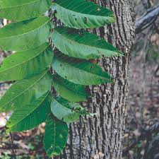 Attēlu rezultāti vaicājumam “Juglans”