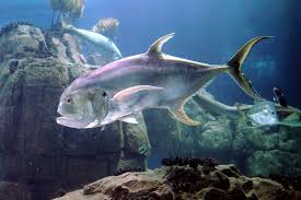 Image result for Caranx hippos