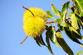 Attēlu rezultāti vaicājumam “Castanea sativa”