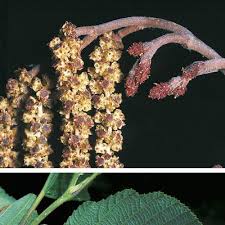 Attēlu rezultāti vaicājumam “Alnus incana fruit”