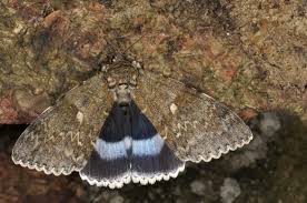 Attēlu rezultāti vaicājumam “Catocala fraxini”