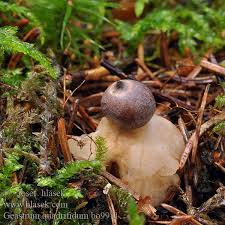 Attēlu rezultāti vaicājumam “Geastrum quadrifidum”