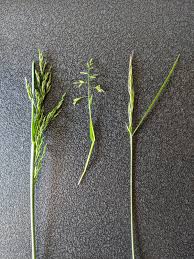 Attēlu rezultāti vaicājumam “Poa remota bud”