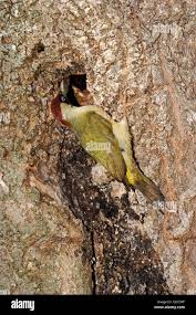 Attēlu rezultāti vaicājumam “Picus viridis nest”