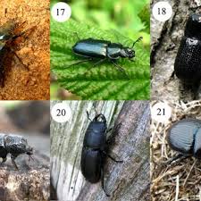 Attēlu rezultāti vaicājumam “Hoplia parvula imago”