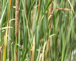 Attēlu rezultāti vaicājumam “Typha angustifolia”