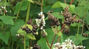 Attēlu rezultāti vaicājumam “Fagopyrum esculentum fruit”