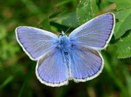 Attēlu rezultāti vaicājumam “Polyommatus icarus”