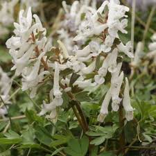 Attēlu rezultāti vaicājumam “Corydalis solida”