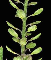 Attēlu rezultāti vaicājumam “Lepidium densiflorum fruit”