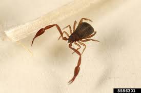 Attēlu rezultāti vaicājumam “Chelifer cancroides”