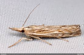 Attēlu rezultāti vaicājumam “Pediasia fascelinella”