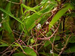 Attēlu rezultāti vaicājumam “Cuscuta epithymum subsp. trifolii flower”