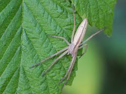 Attēlu rezultāti vaicājumam “Tibellus oblongus”