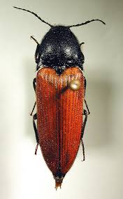 Attēlu rezultāti vaicājumam “Ampedus sanguineus”