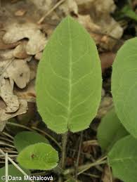 Attēlu rezultāti vaicājumam “Hieracium murorum bud”