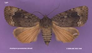 Attēlu rezultāti vaicājumam “Amphipyra”