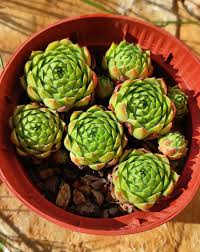 Attēlu rezultāti vaicājumam “Jovibarba globifera”