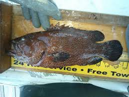 Image result for Cephalopholis cruentata