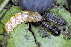 Attēlu rezultāti vaicājumam “Syrphus larva”