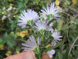 Attēlu rezultāti vaicājumam “Symphyotrichum x salignum leaf”
