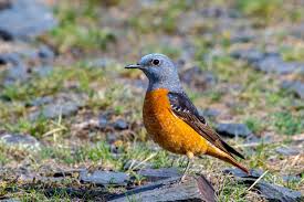 Image result for Monticola saxatilis