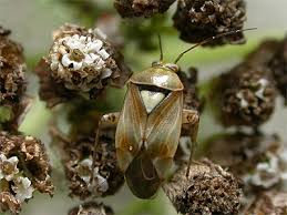 Attēlu rezultāti vaicājumam “Lygus pratensis imago”