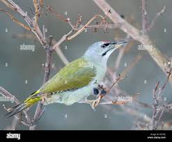 Attēlu rezultāti vaicājumam “Picus canus female”