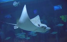 Image result for Aetobatus narinari