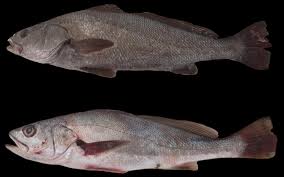 Image result for Argyrosomus inodorus