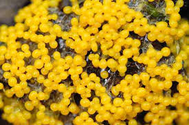 Attēlu rezultāti vaicājumam “Trichia decipiens”