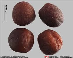 Attēlu rezultāti vaicājumam “Sinapis alba fruit”