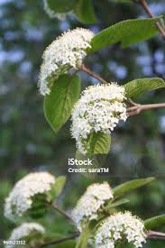 Attēlu rezultāti vaicājumam “Viburnum lantana  flower”